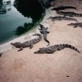 Crocodiles2