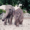 Elephants